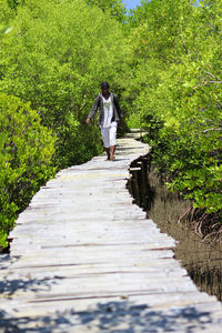 Mangrove and bridge.