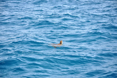 Turtle swimming in sea