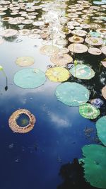 High angle view of lotus water lily in swimming pool