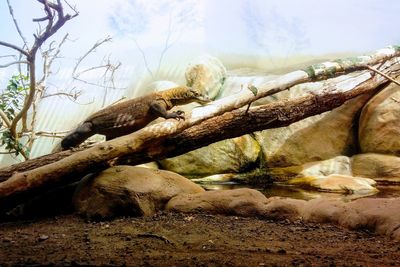 Dead tree trunk in forest