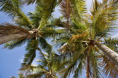 Palm trees in south florida