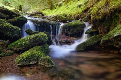 Scenic view of waterfall in forest