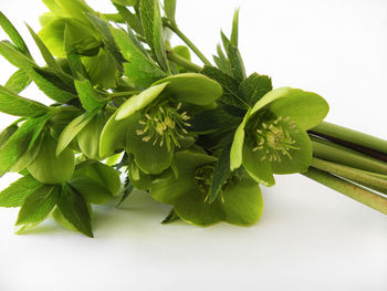 Close-up of fresh green plant against white background