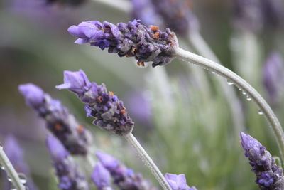Close-up of purple flowers on branch