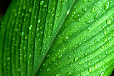 Full frame shot of wet leaf