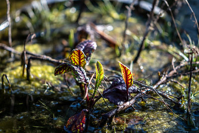 Close-up of flowering plant on field