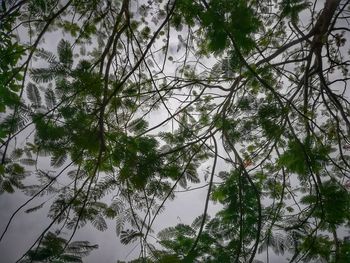 Low angle view of trees against sky