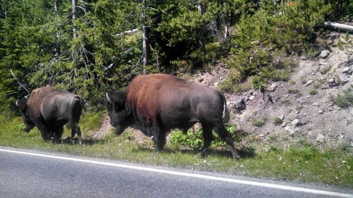 American bison walking by road at yellowstone national park