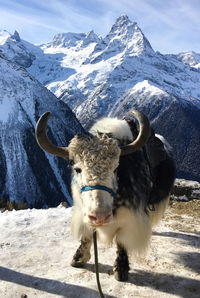 Horse standing on snow covered mountain