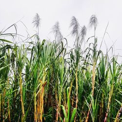 Close-up of corn field against sky