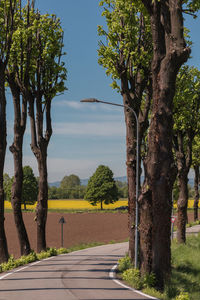 Empty road along trees and plants