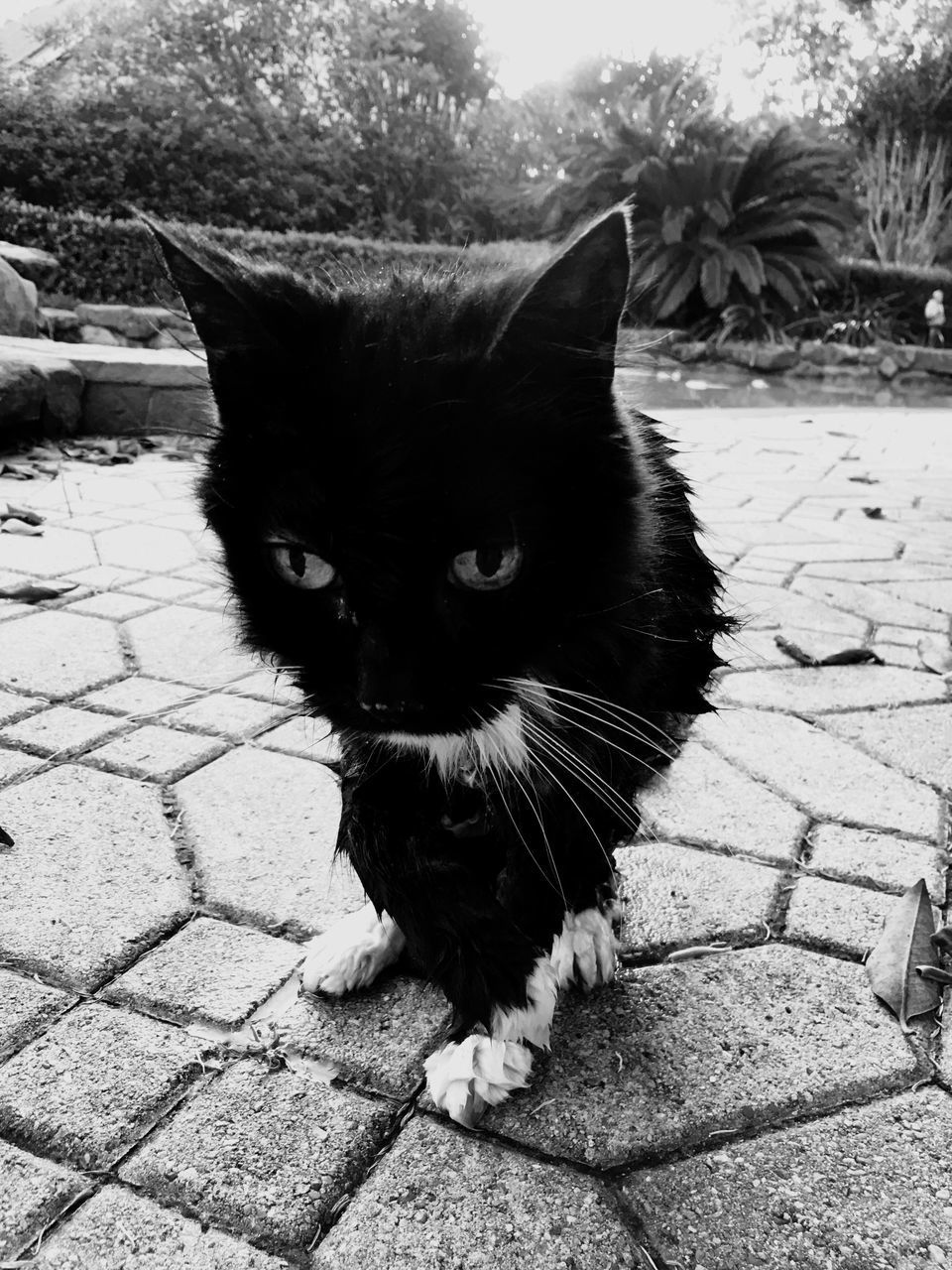 CLOSE-UP PORTRAIT OF CAT ON COBBLESTONE