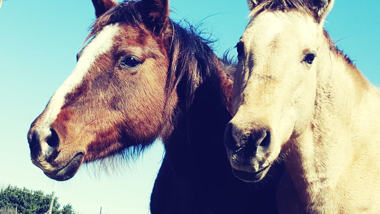 domestic animals, mammal, animal themes, one animal, dog, pets, horse, animal head, close-up, animal body part, portrait, clear sky, livestock, sky, herbivorous, sunlight, day, outdoors, part of, standing