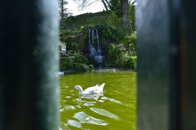 Birds in a lake