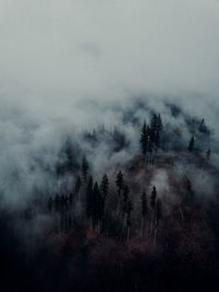 Silhouette trees in forest against sky