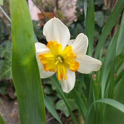 Close-up of yellow flower