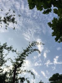 Low angle view of trees against sky