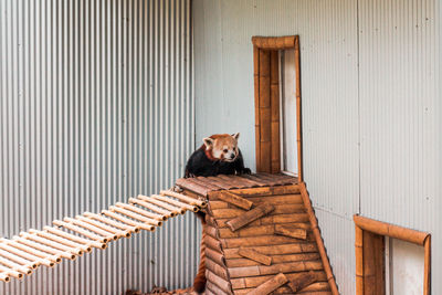 Red panda climbing up a ledge