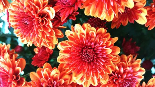 Close-up of orange flowers