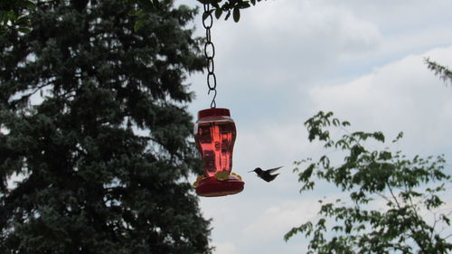 Low angle view of red bell hanging on tree against sky