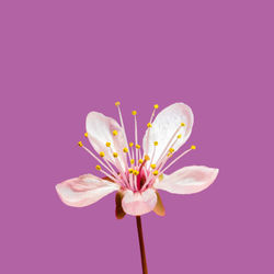 Close-up of pink flower against white background