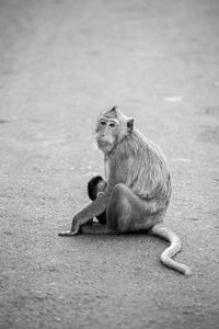 View of monkey sitting