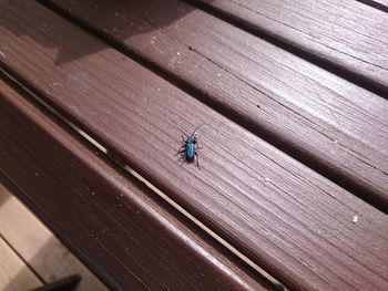 High angle view of insect on wood