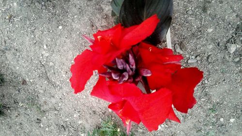 High angle view of red poppy flowers