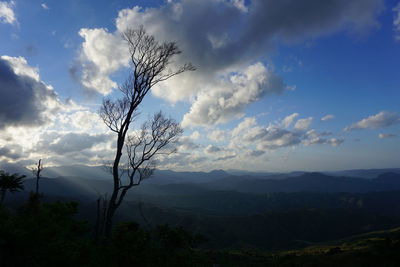 Low angle view of silhouette tree against sky