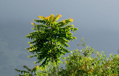 Low angle view of plant against clear sky