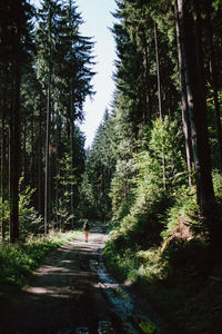 Rear view of man on road amidst trees in forest