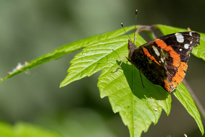 Butterfly standing