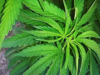Adolescent vegatative cannabis plant 