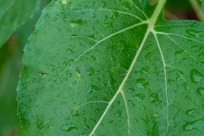 Close-up of wet leaves