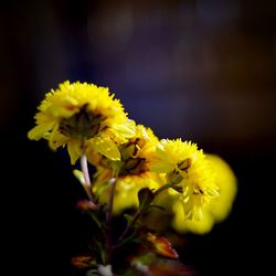 Close-up of yellow flowers