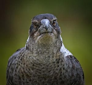 Close-up portrait of owl