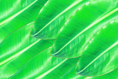 Full frame shot of palm leaves