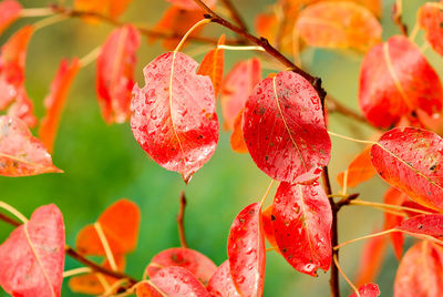 Close-up of red berries growing on plant during autumn