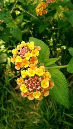 Close-up of fresh yellow flowers blooming outdoors