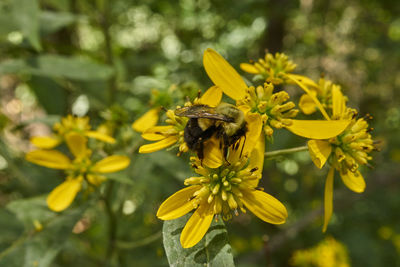 Close-up of bee pollinating on yellow flower