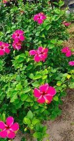 Close-up of pink flowering plants in park