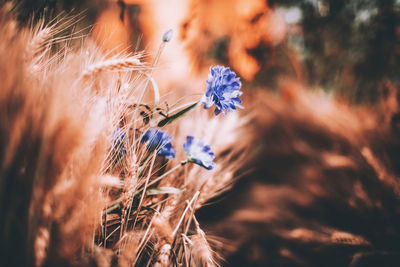 Close-up of wilted flower on field