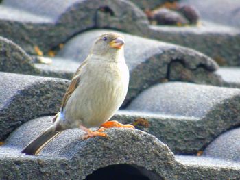 Close-up of bird perching on rock