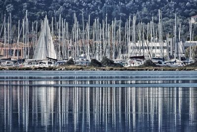 Reflection of birds on water