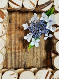 Flowers growing on tree