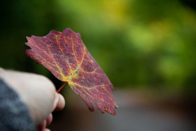 Close-up of hand holding maple leaf