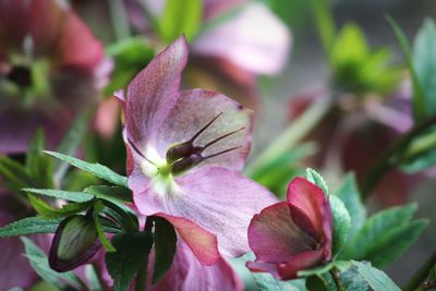 Close-up of pink flowers