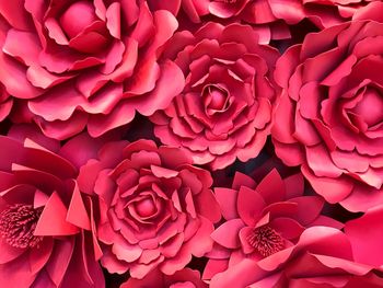 Close-up of pink roses