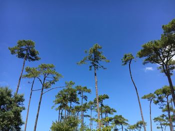 Low angle view of trees against clear blue sky