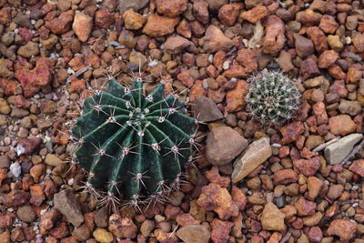 High angle view of cactus growing on rocks